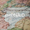 母系单倍群D